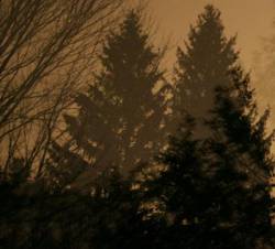 If These Trees Could Talk : Above the Earth, Below the Sky